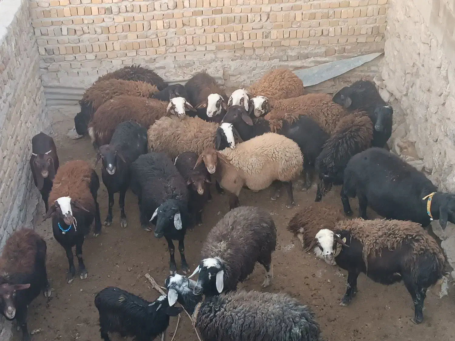 میش|حیوانات مزرعه|بیرانوند, |دیوار