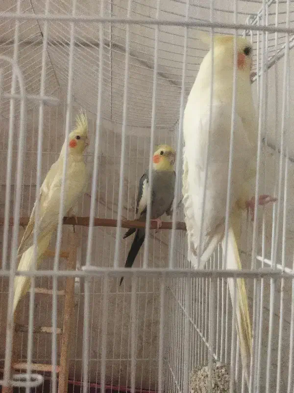 عروس هلندی|پرنده|کاشان, فین بزرگ|دیوار