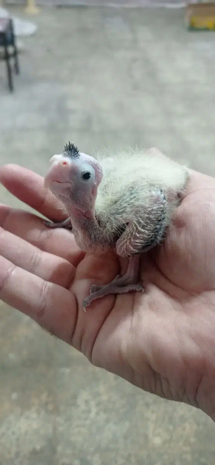 طوطی عروس هلندی|پرنده|اصفهان, میرعماد|دیوار