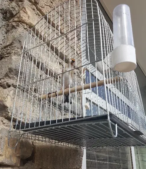 سهره .انتیک.قناری|پرنده|خمینیشهر, |دیوار