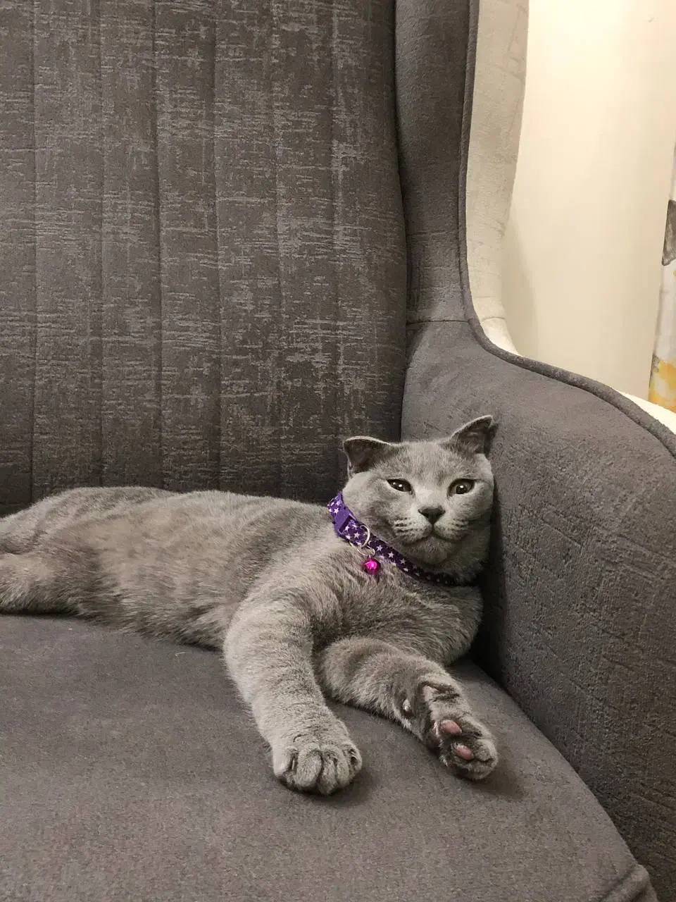 گربه اسکاتیش|گربه|گلبهار, شهر جدید گلبهار|دیوار