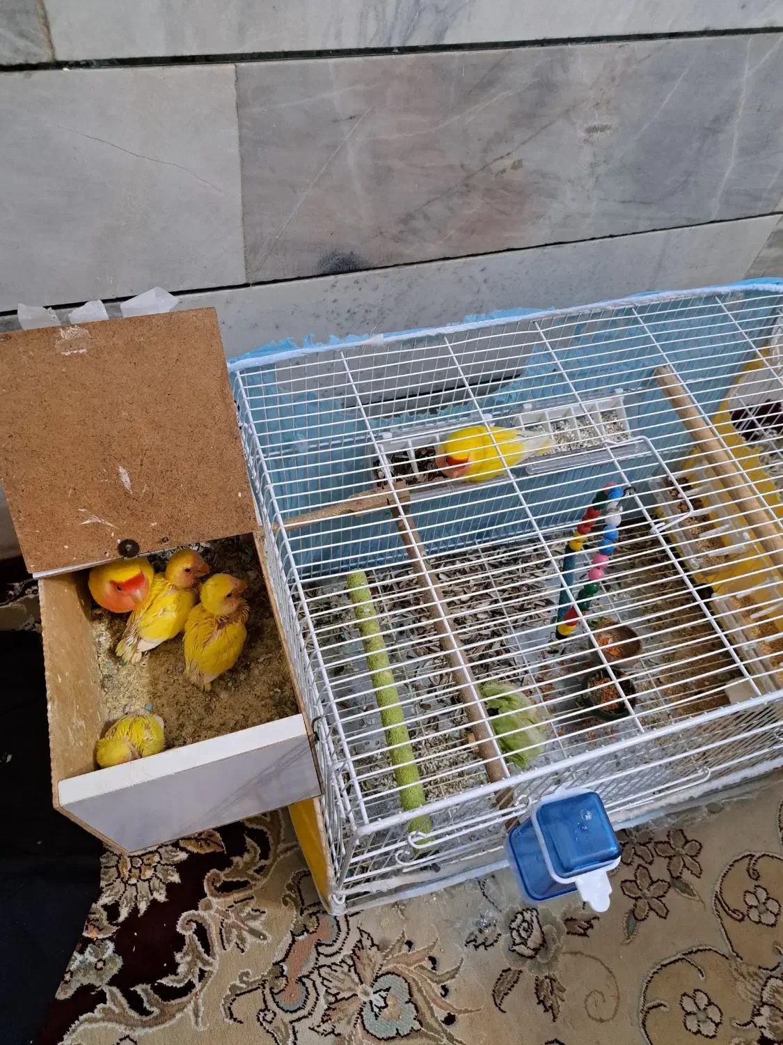 کوتوله عروس گرینچیک|پرنده|قائن, |دیوار