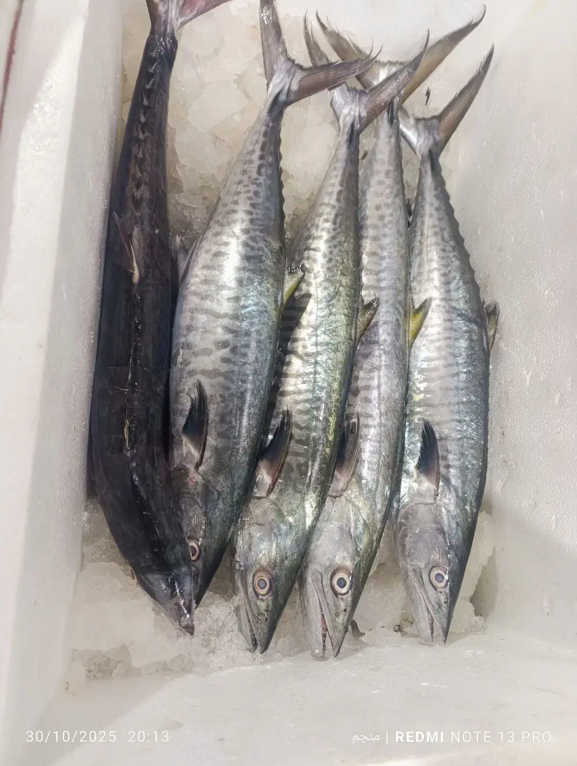 ماهی تازه. سفارشی صید روز.|خوردنی و آشامیدنی|سپیدان, |دیوار