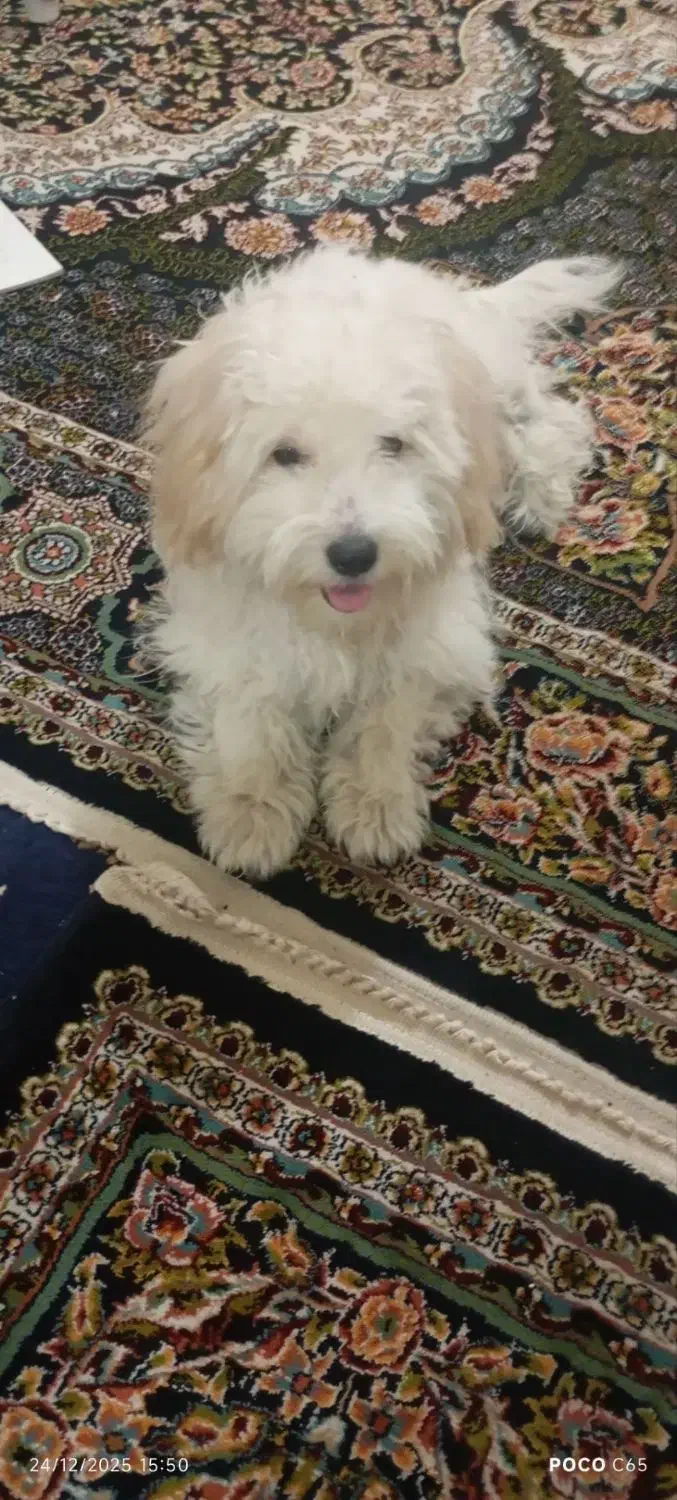 حیوان|سگ|نظرآباد, شهرک سید جمال الدین|دیوار