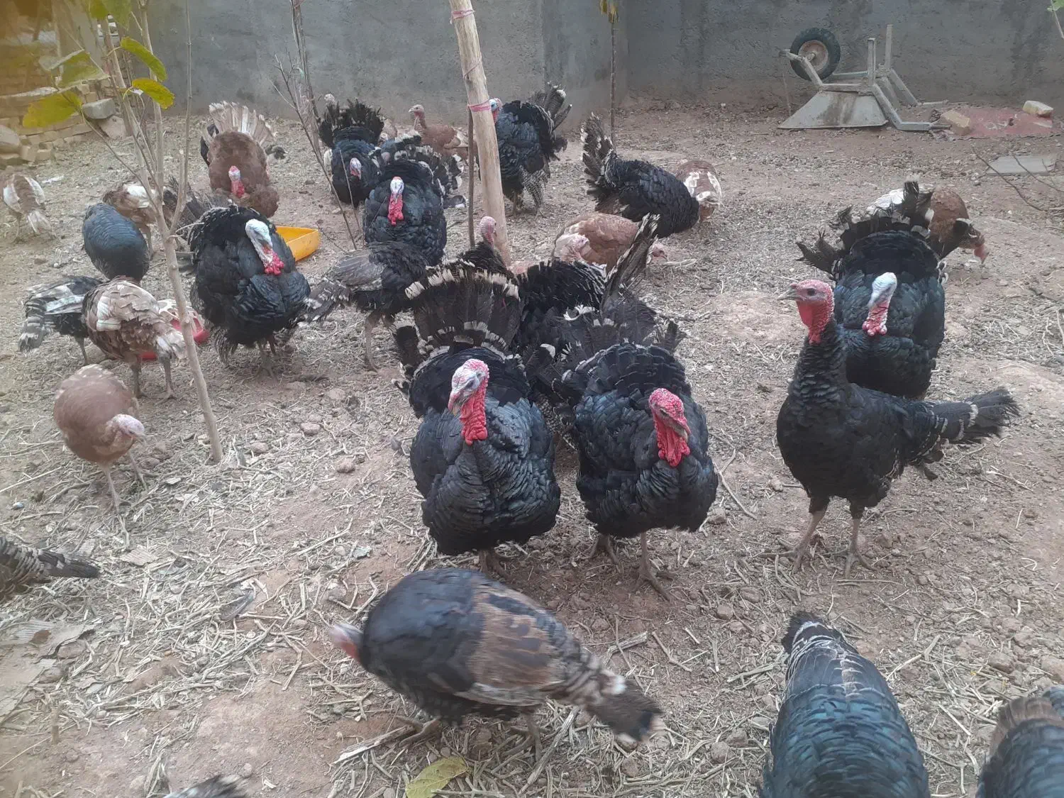 بقلمون|حیوانات مزرعه|قیدار, |دیوار