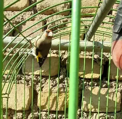 یک جفت سهره|پرنده|مزرعه کتول, |دیوار