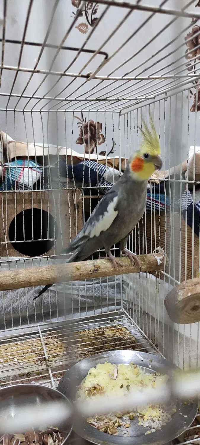 جفت عروس هلندی|پرنده|رشت, یخسازی|دیوار