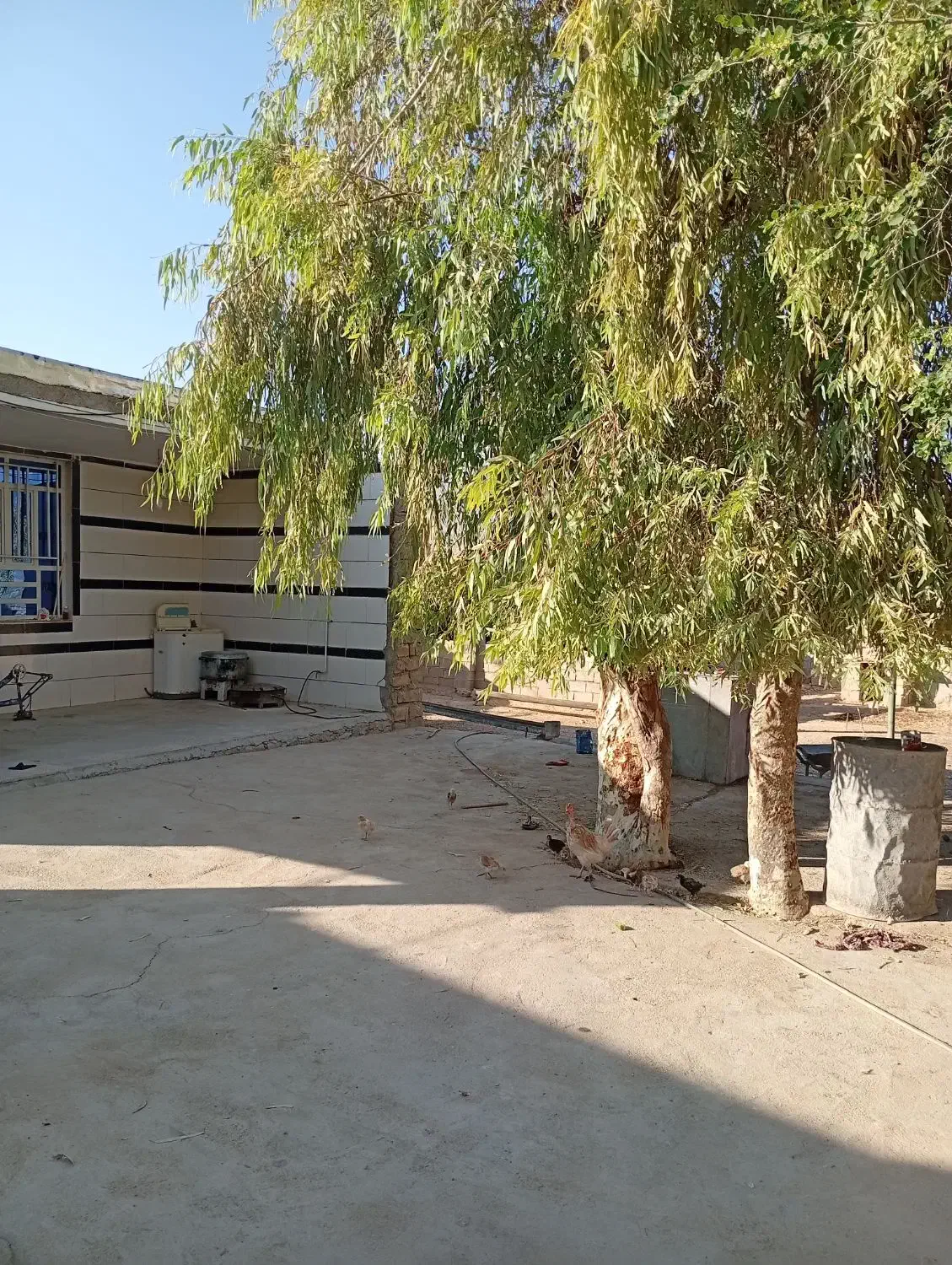 فروش دو عدد بید|خدمات باغبانی و درختکاری|ایذه, |دیوار