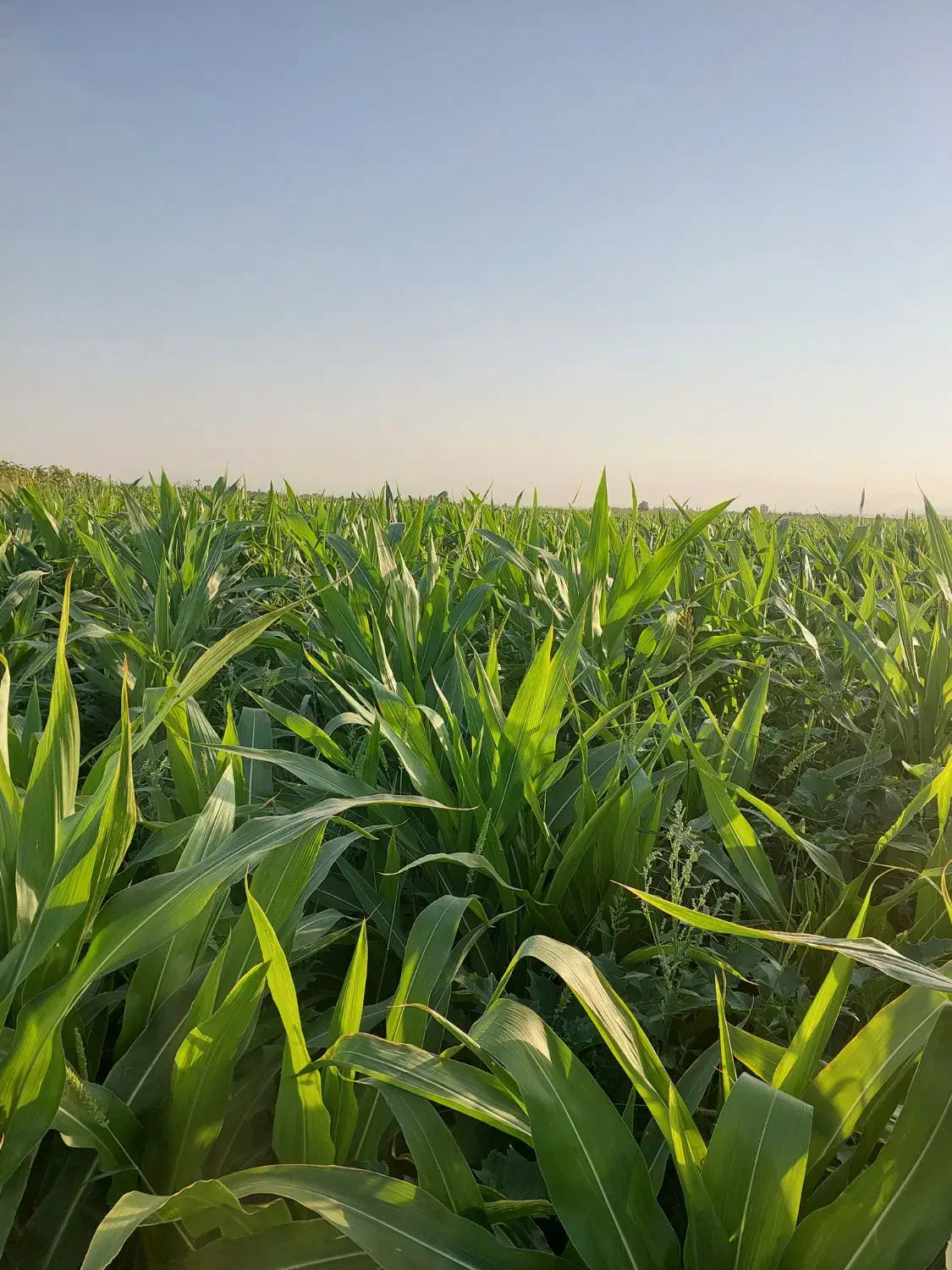 ذرت علوفه|حیوانات مزرعه|نوشین شهر, |دیوار