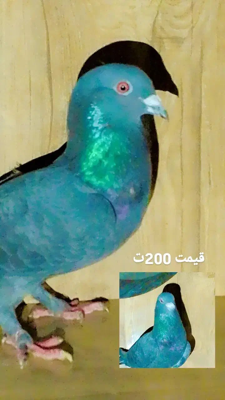 کفتر|پرنده|جیرفت, |دیوار