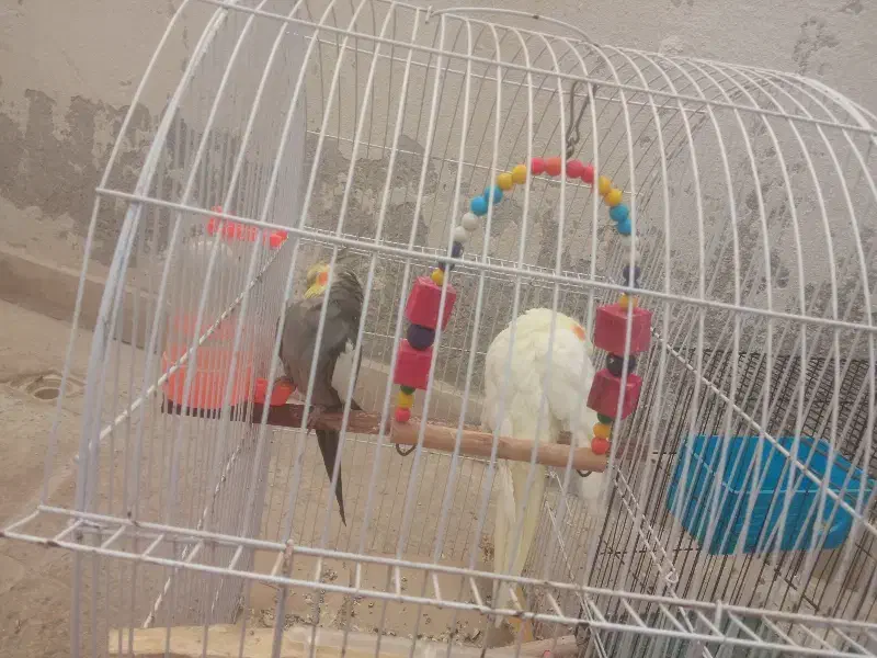 عروس هلندی|پرنده|بوشهر, |دیوار