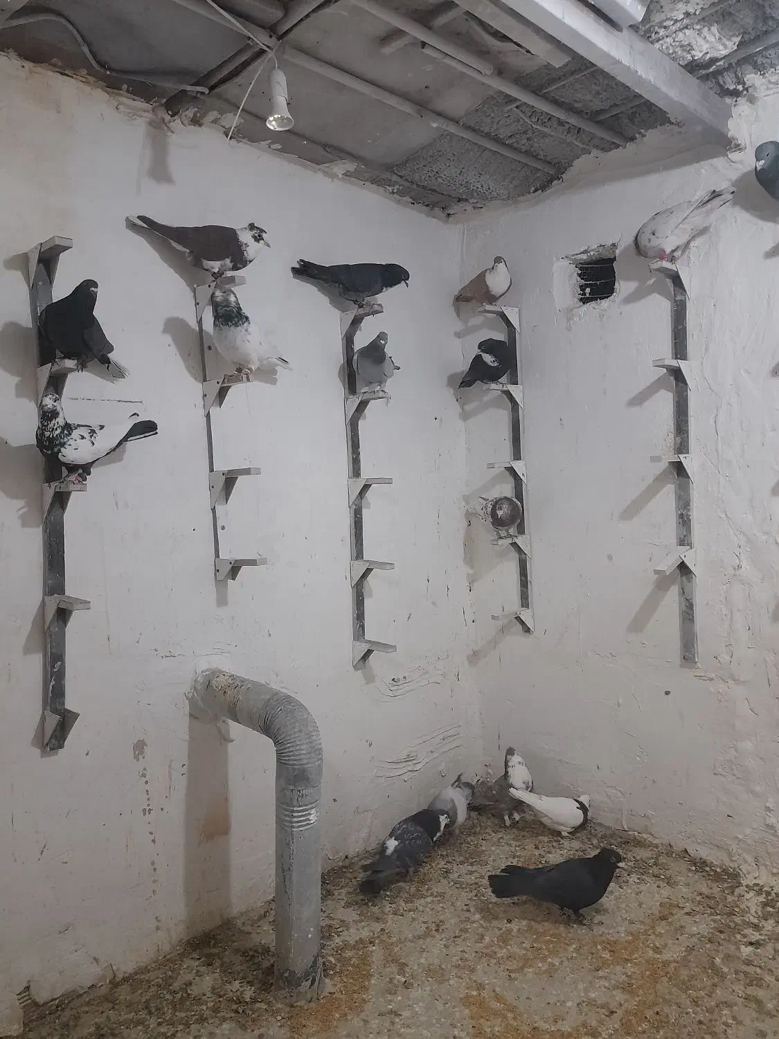 نر پروندنی|پرنده|یزدان شهر, |دیوار