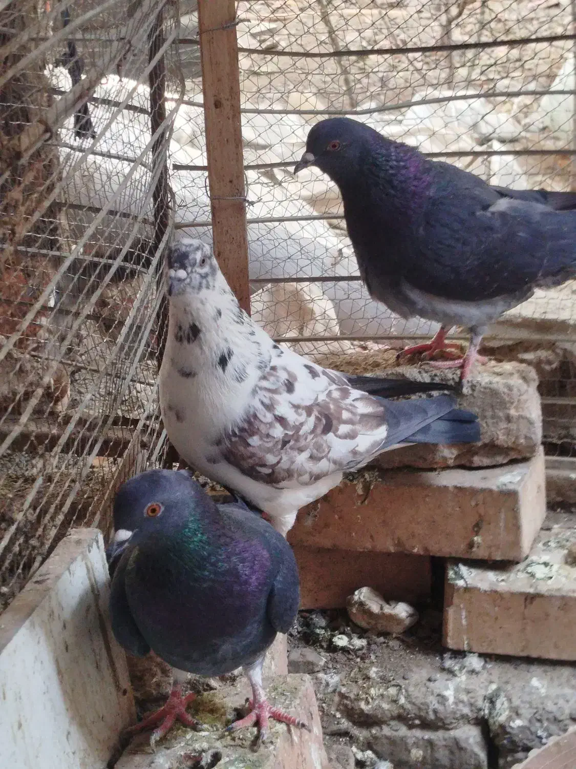 3عدد کبوتر ماده|پرنده|صوفیان, |دیوار