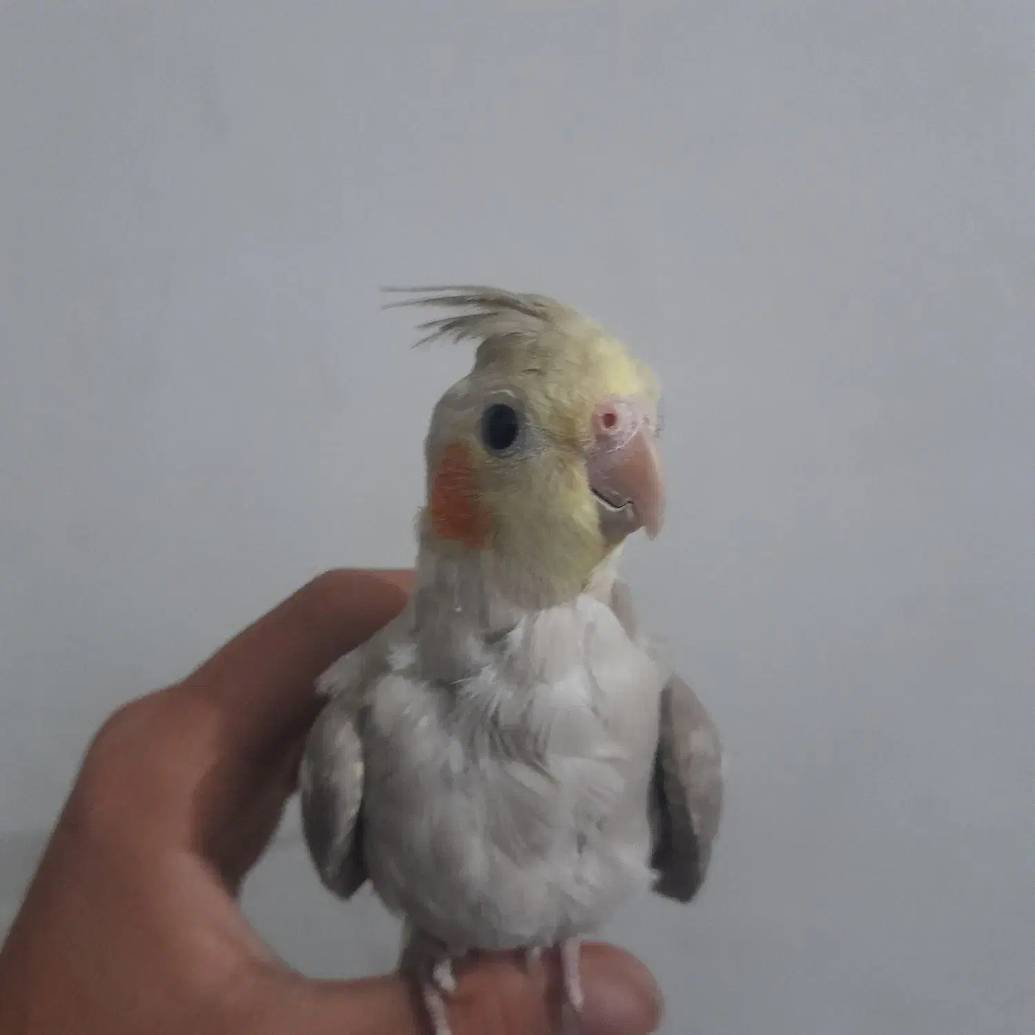 عروس هلندی|پرنده|بافت, |دیوار