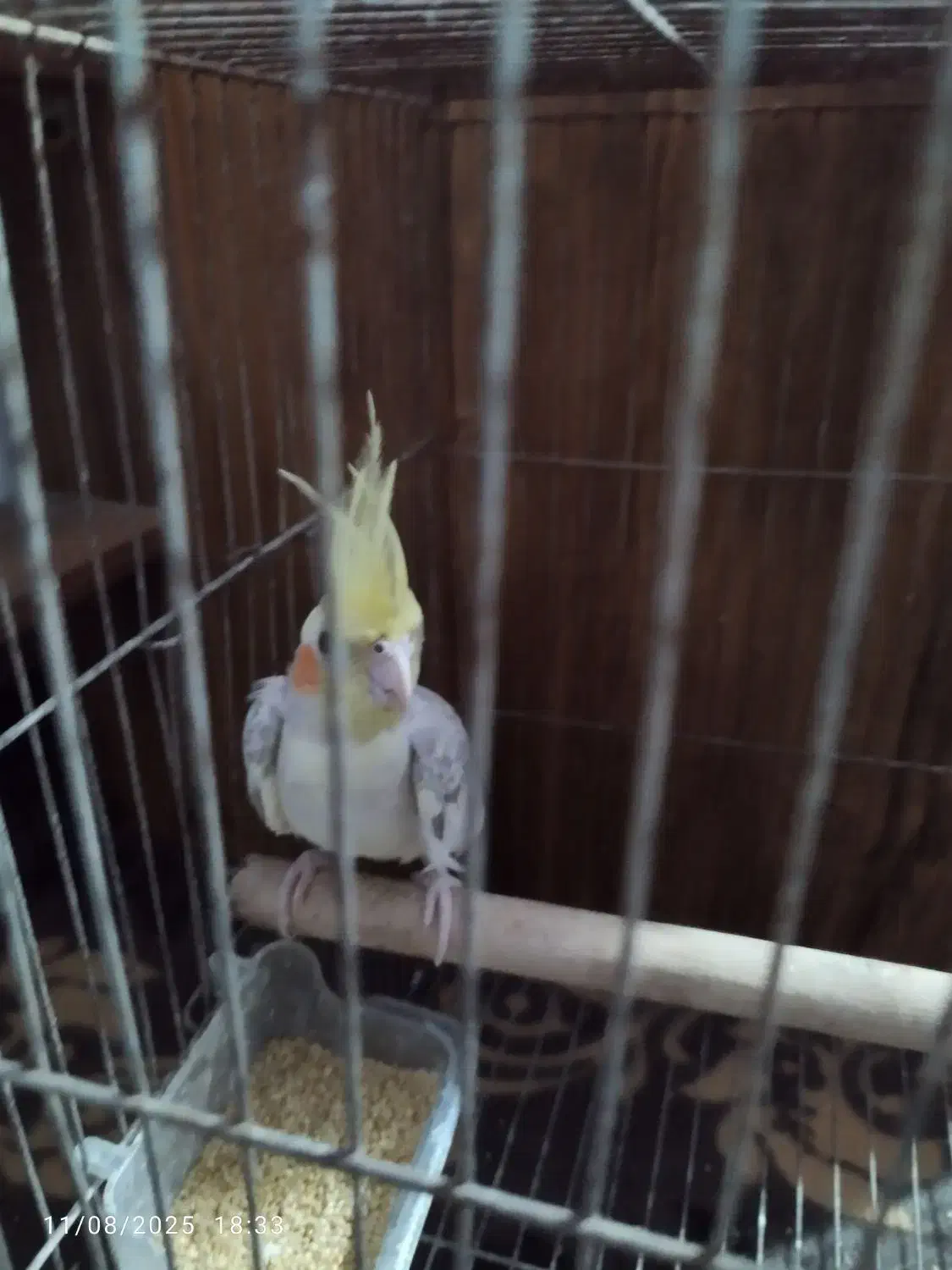 عروس هلندی|پرنده|رشت, کوی مهر|دیوار