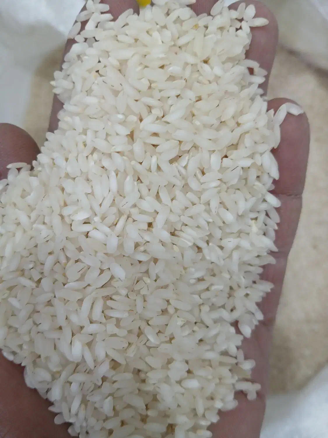 برنج چمپا میداوود|خوردنی و آشامیدنی|باغ ملک, |دیوار