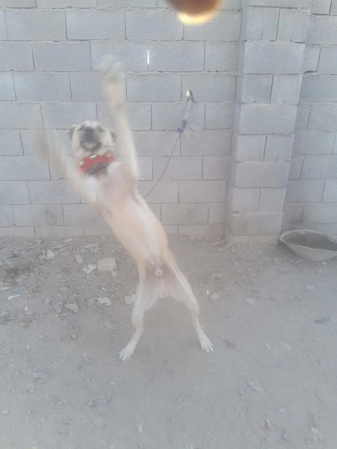 فروش انواع طول های پاپی و دوبرمن قیمت مناسب|سگ|فلاورجان, |دیوار