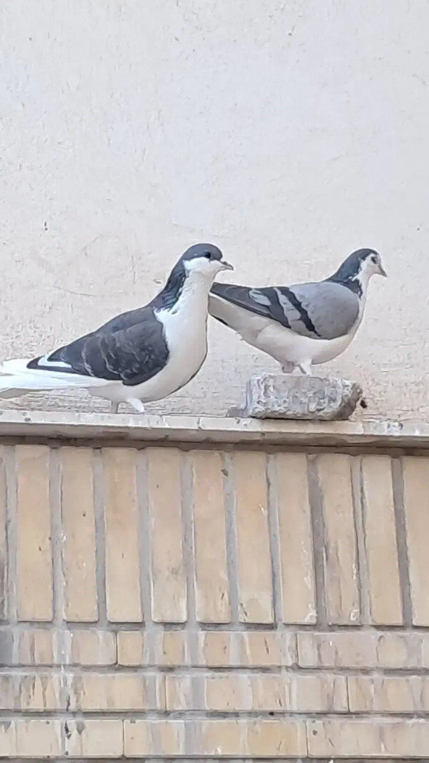 کفتر یا کبوتر دمگیر|پرنده|شاهین‌شهر, مخابرات (شهید بهشتی)|دیوار