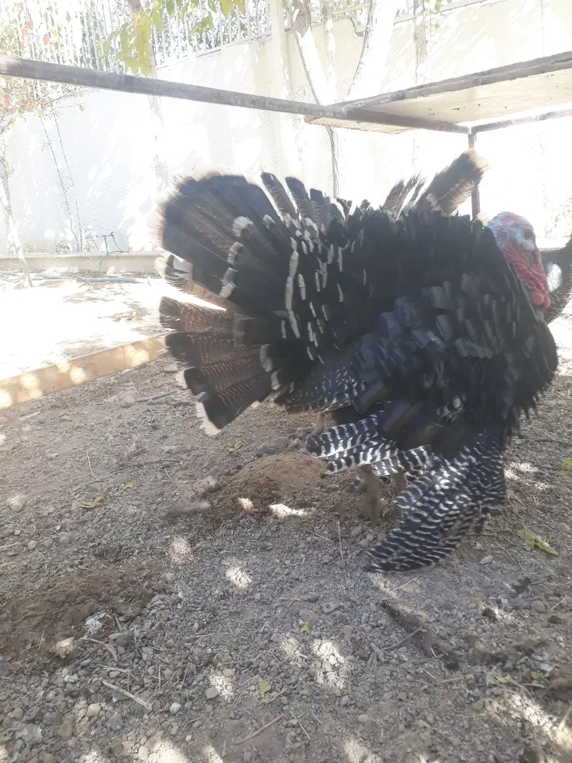 بوقلمون قیمت خوب محلی مرغ برهما غول پیکر|حیوانات مزرعه|شیراز, باغشهر قصر سبز|دیوار