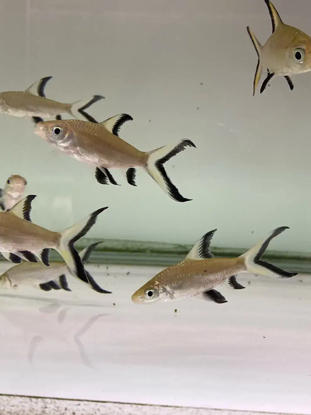 ماهی اکواریوم پروانه بار جدید شارژ شد|ماهی|مشهد, هدایت|دیوار