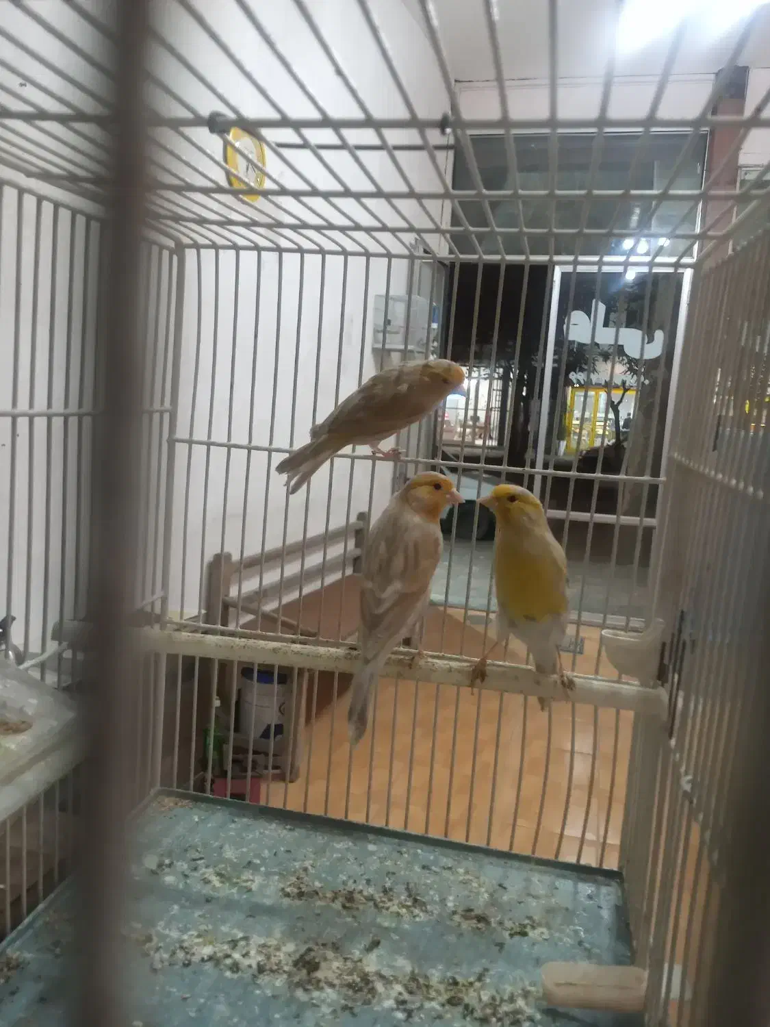 قناری اوپال|پرنده|خوی, |دیوار