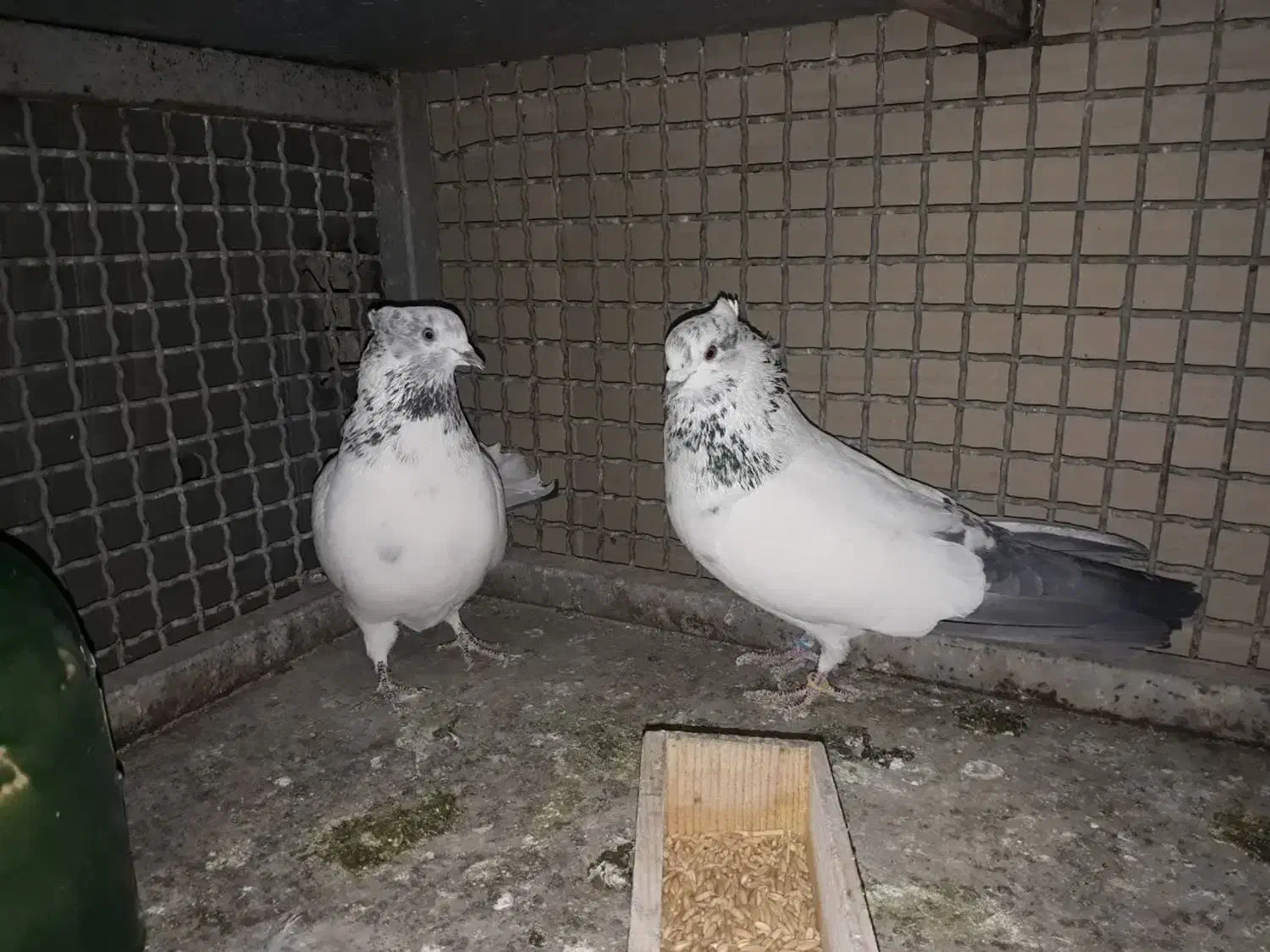 کبوتر|پرنده|چهاردانگه (تهران), |دیوار