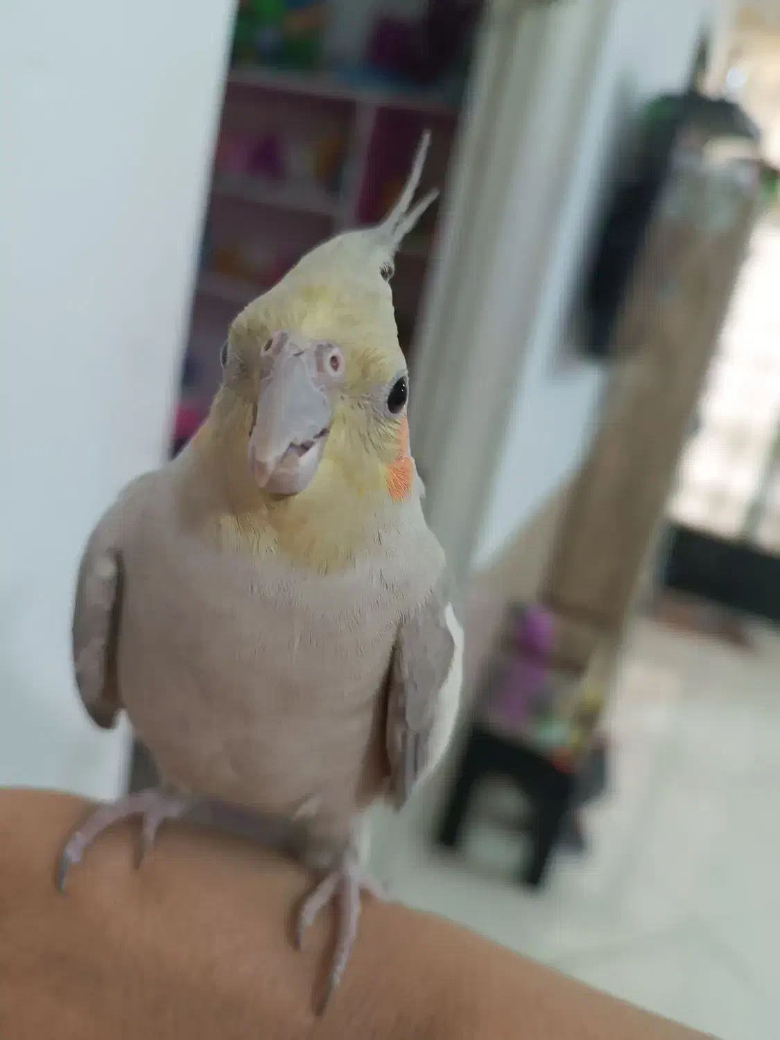 عروس هلندی|پرنده|سیرجان, |دیوار