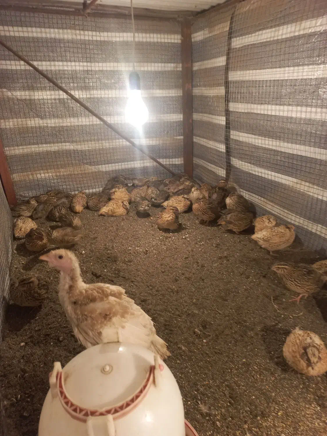 بلدرچین تخم گذار|حیوانات مزرعه|لیسار, |دیوار