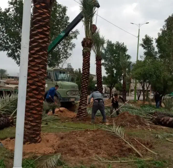 انواع نهال مرکبات|حراج|اصفهان, دانشگاه اصفهان|دیوار