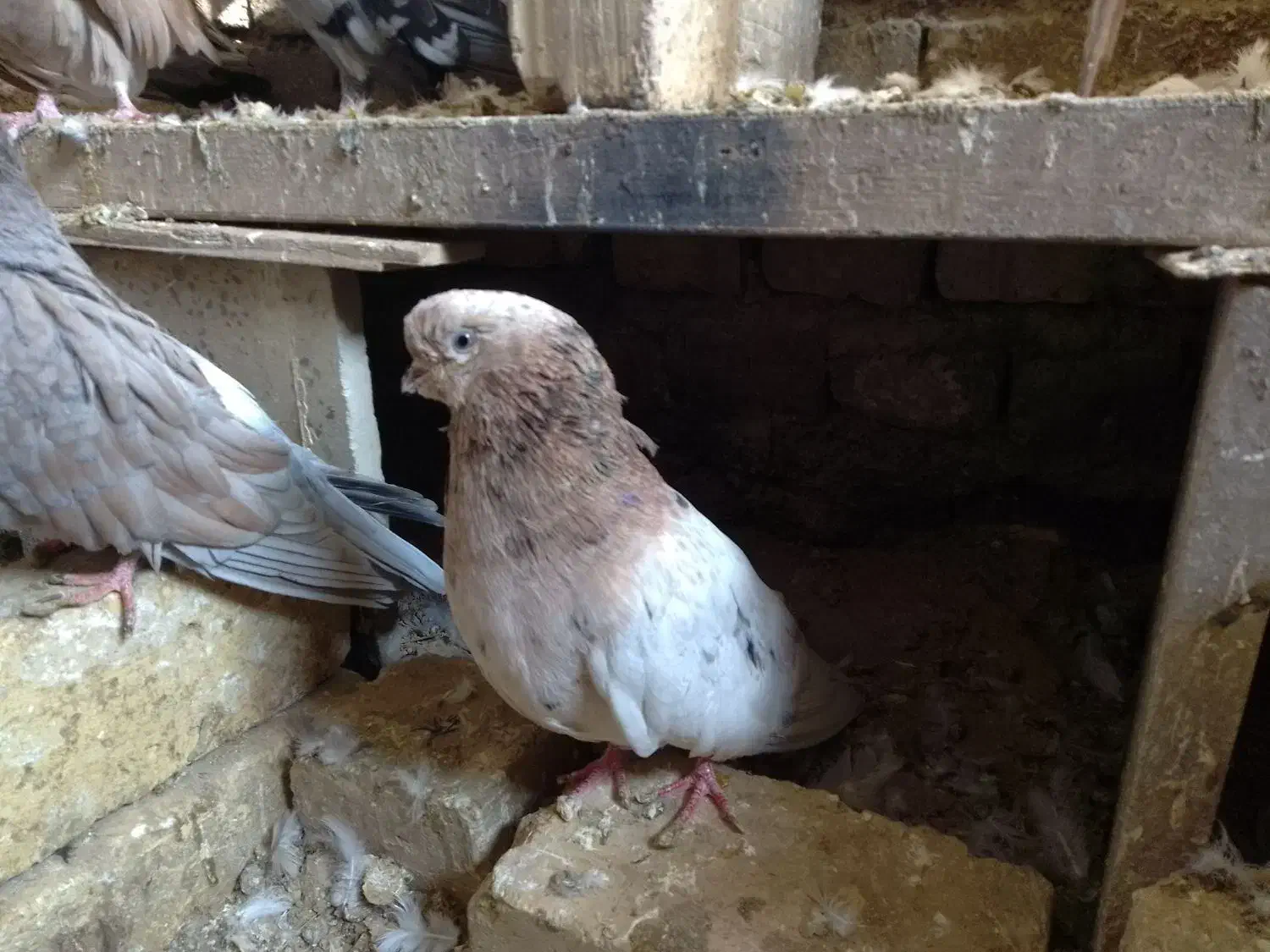 کبوترزیباوکمیاب|پرنده|ابهر, |دیوار