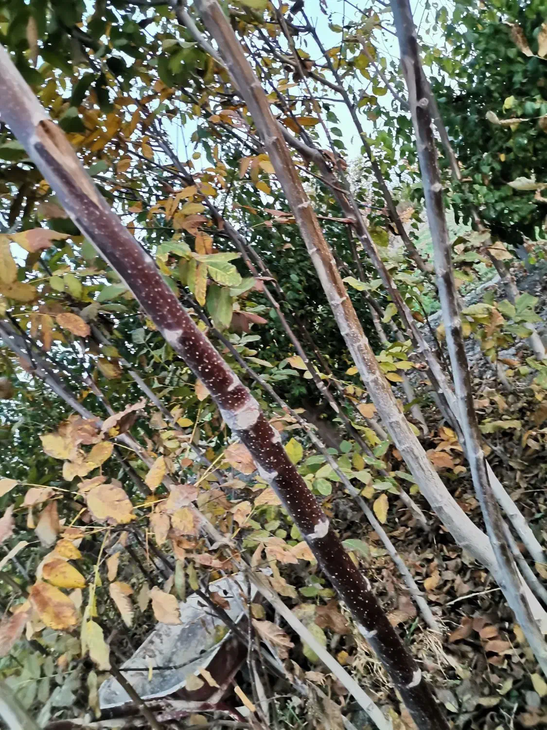 نهال گردو و انگور و بید مجنون|خدمات باغبانی و درختکاری|نوشین شهر, |دیوار