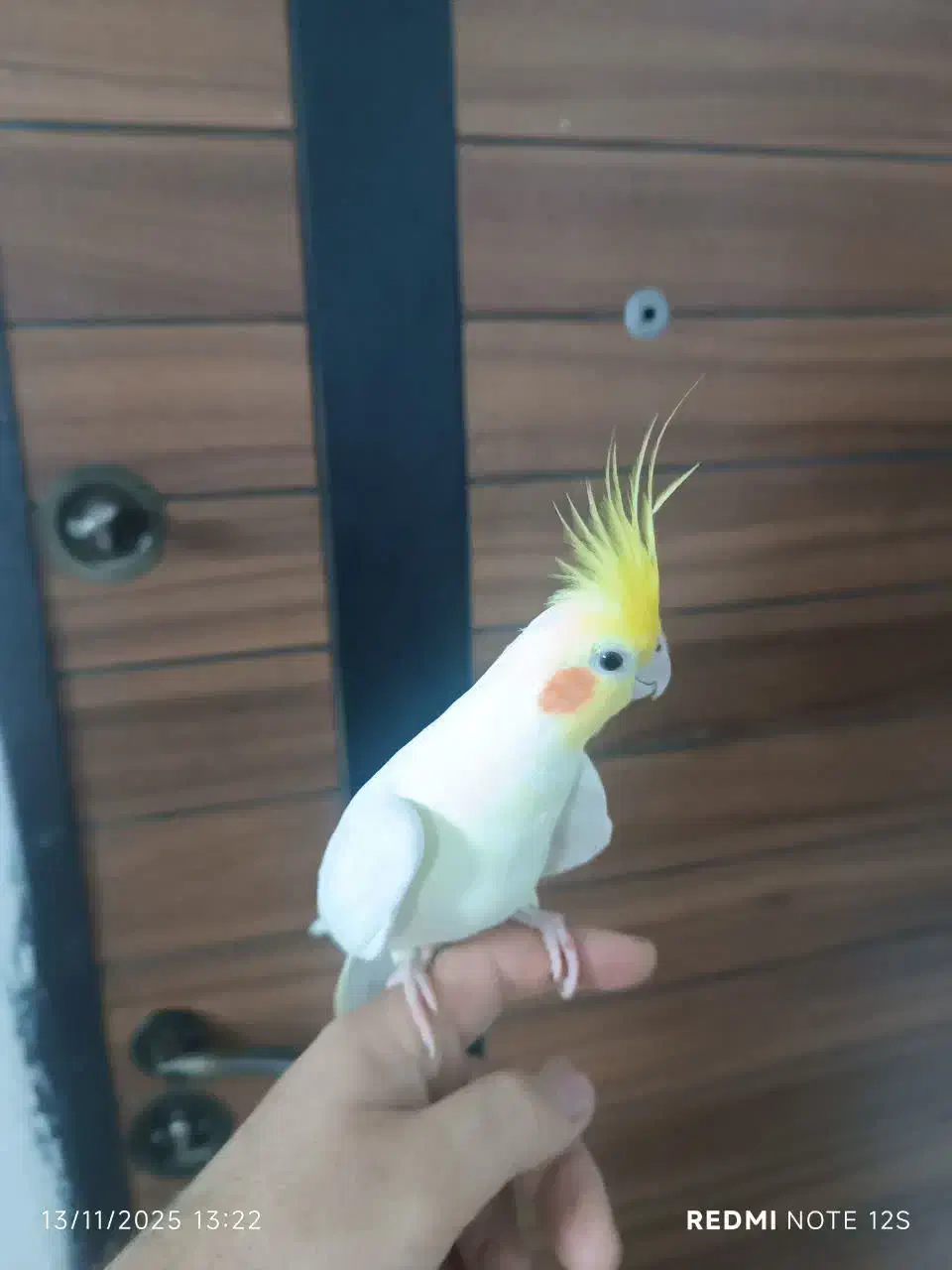 عروس هلندی|پرنده|مشهد, نوید|دیوار