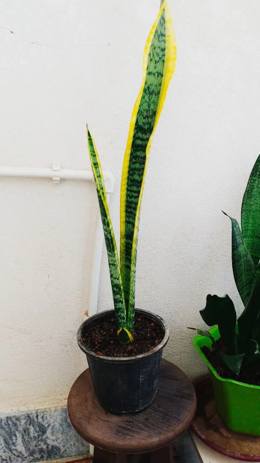 خرید ارزان ۱۳۰|حراج|سرپل ذهاب, |دیوار