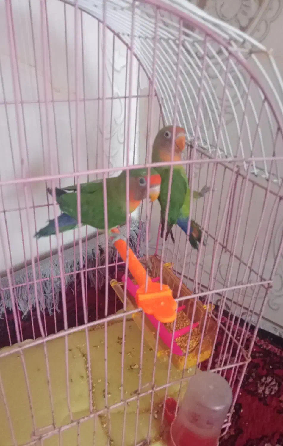 یک جفت طوطی برزیلی|پرنده|فریمان, |دیوار