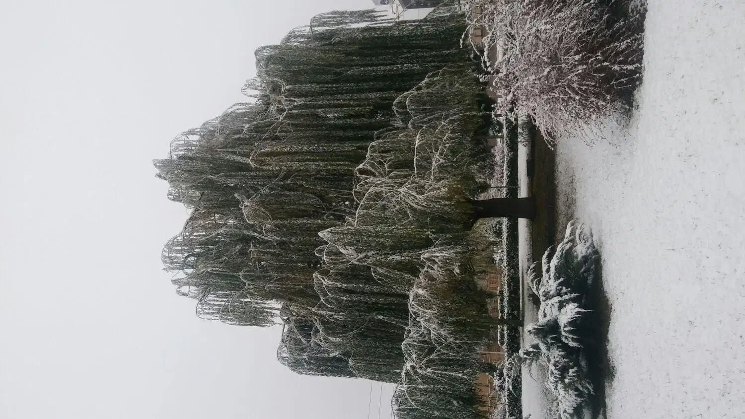 انجام کارهای فضای سبزوباغبانی|خدمات باغبانی و درختکاری|هشتگرد, هشتگرد قدیم|دیوار