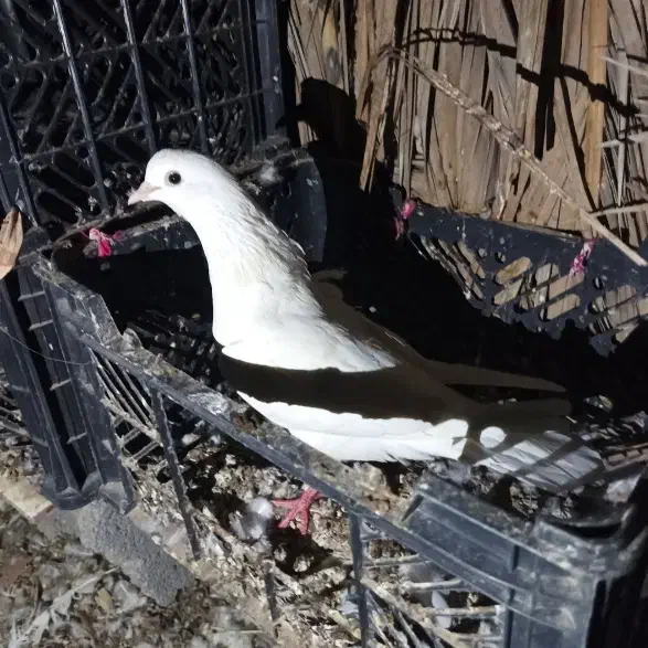 کفتر کره فروش یا معاوضه با مرغ|پرنده|بند زرک, |دیوار