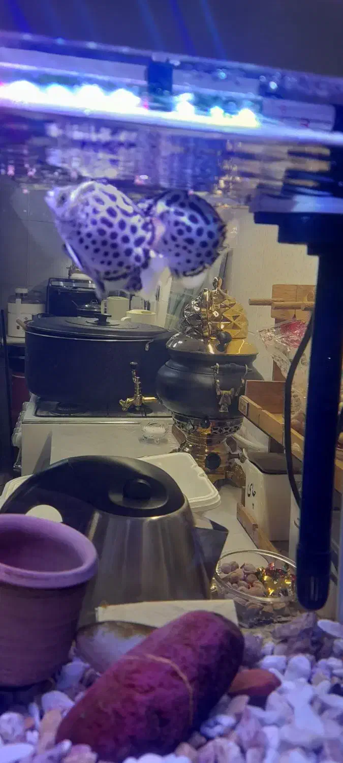 اکواریوم شرکتی باتجهیزات وماهی|ماهی|قم, نوبهار|دیوار