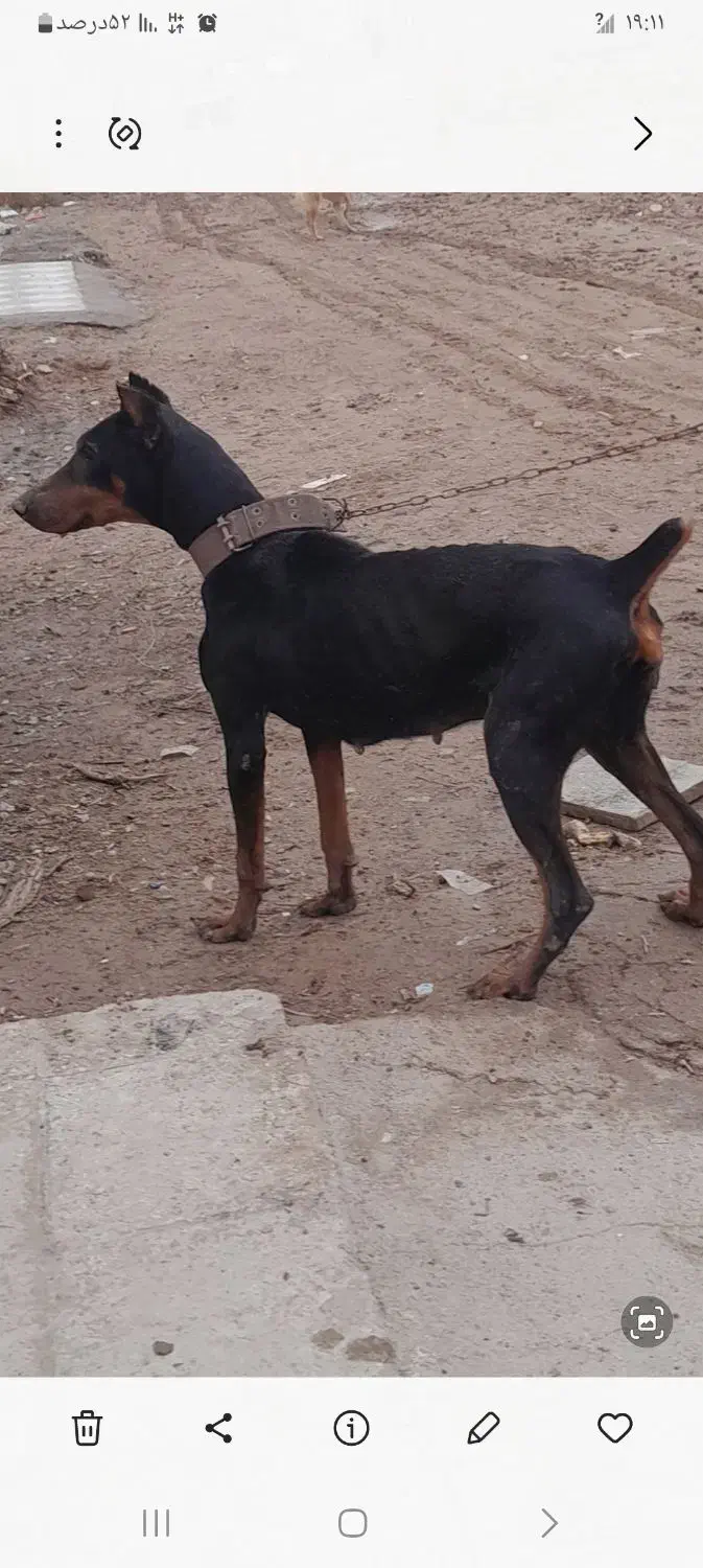 دو برمن اصل|سگ|اهواز, ملاشیه|دیوار