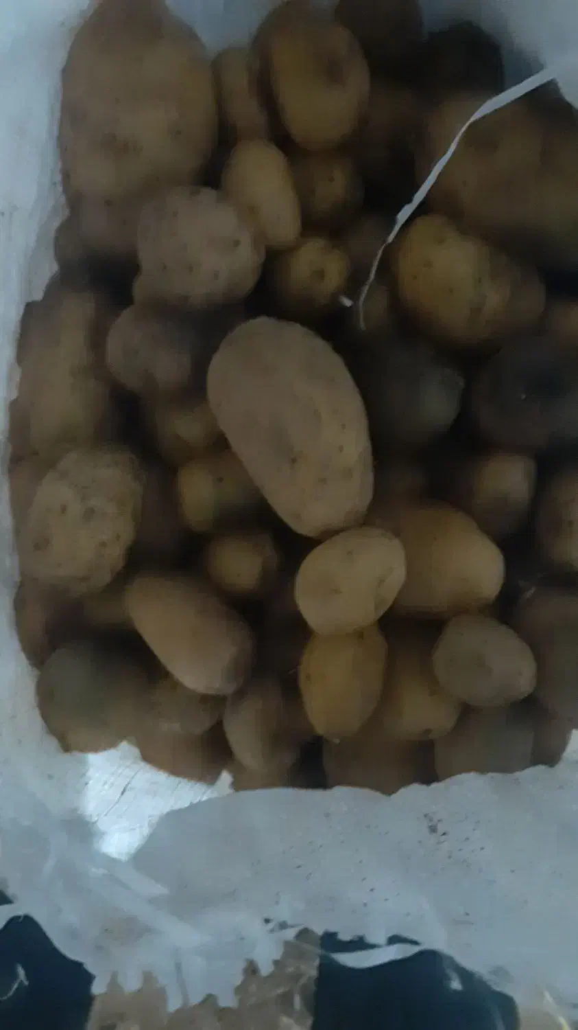 سیب‌دامی|عمده‌فروشی|بروجن, |دیوار