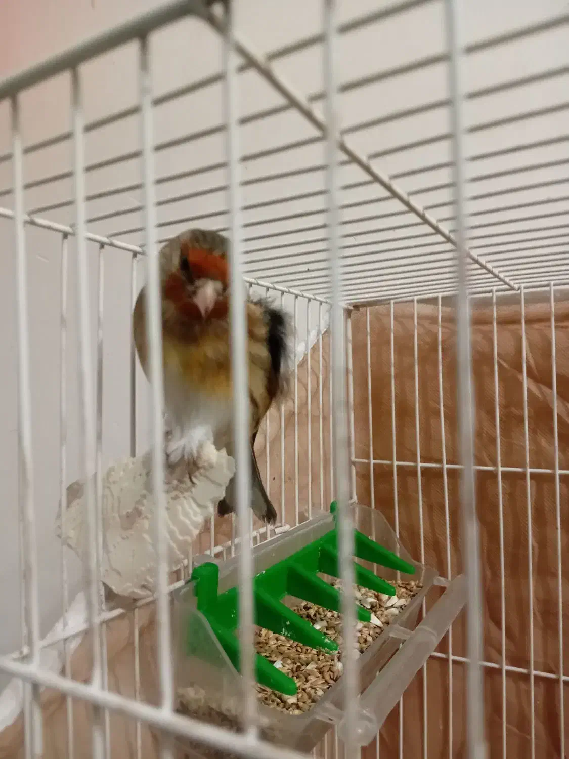 سهره قناری مستخون وکرمونی|پرنده|مشهد, حضرت حجت|دیوار