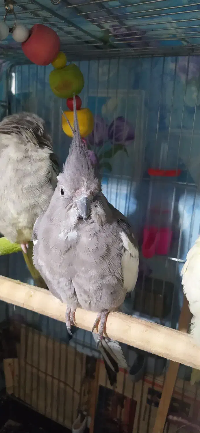 فروش یک عروس هلندی.وات فیس|پرنده|تالش, هشتپر|دیوار