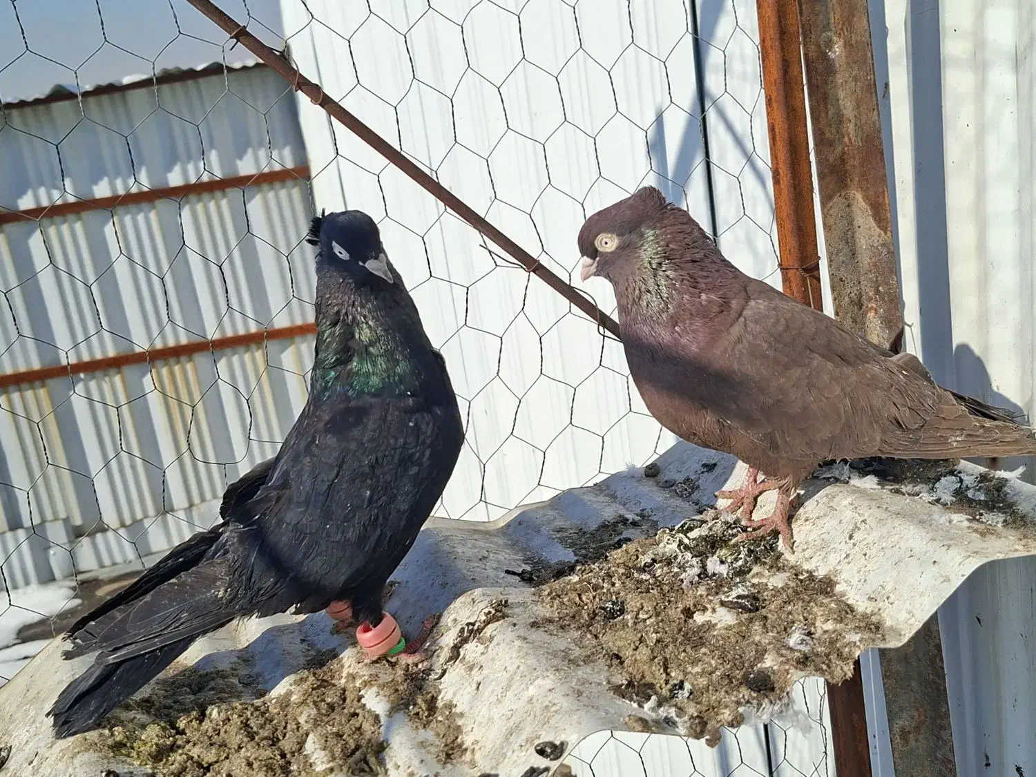 کفترابادانی جفتگاه|پرنده|مشهد, یاس|دیوار