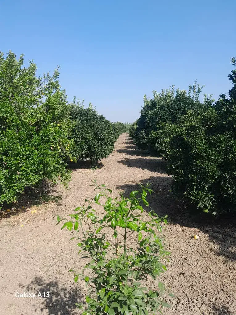 باغ پرتقال|فروش دفتر صنعتی، کشاورزی، تجاری|کیاکلا, |دیوار