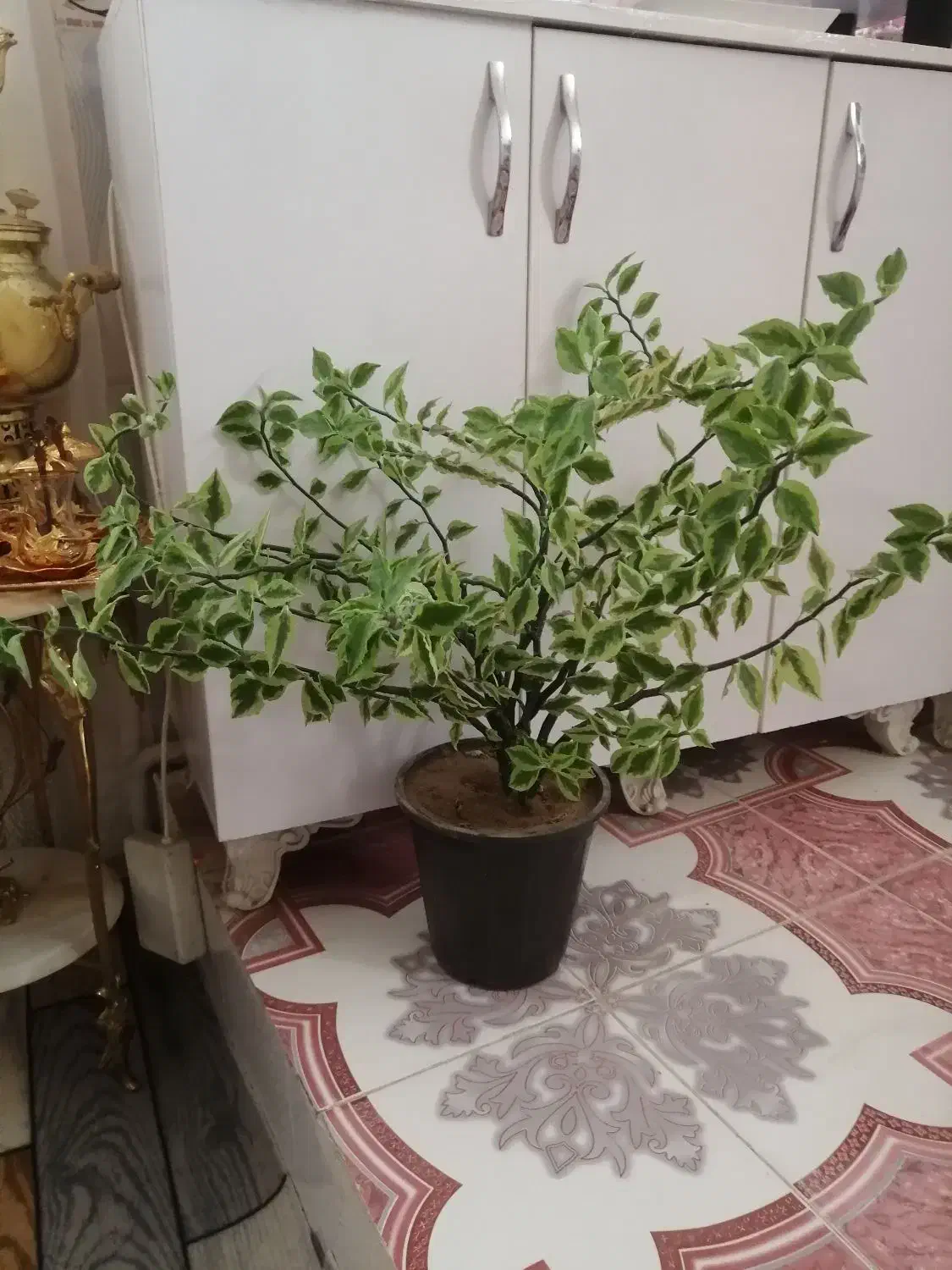 گل زیبا و بزرگ فقط 450|گل و گیاه طبیعی|بناب, |دیوار