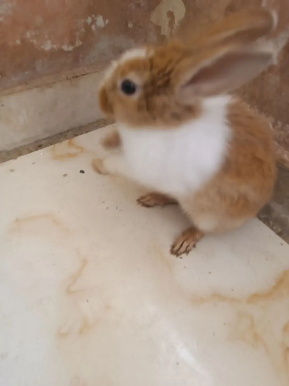 خرگوش بازیگوش خانگی|موش و خرگوش|پرند, فاز ۶|دیوار