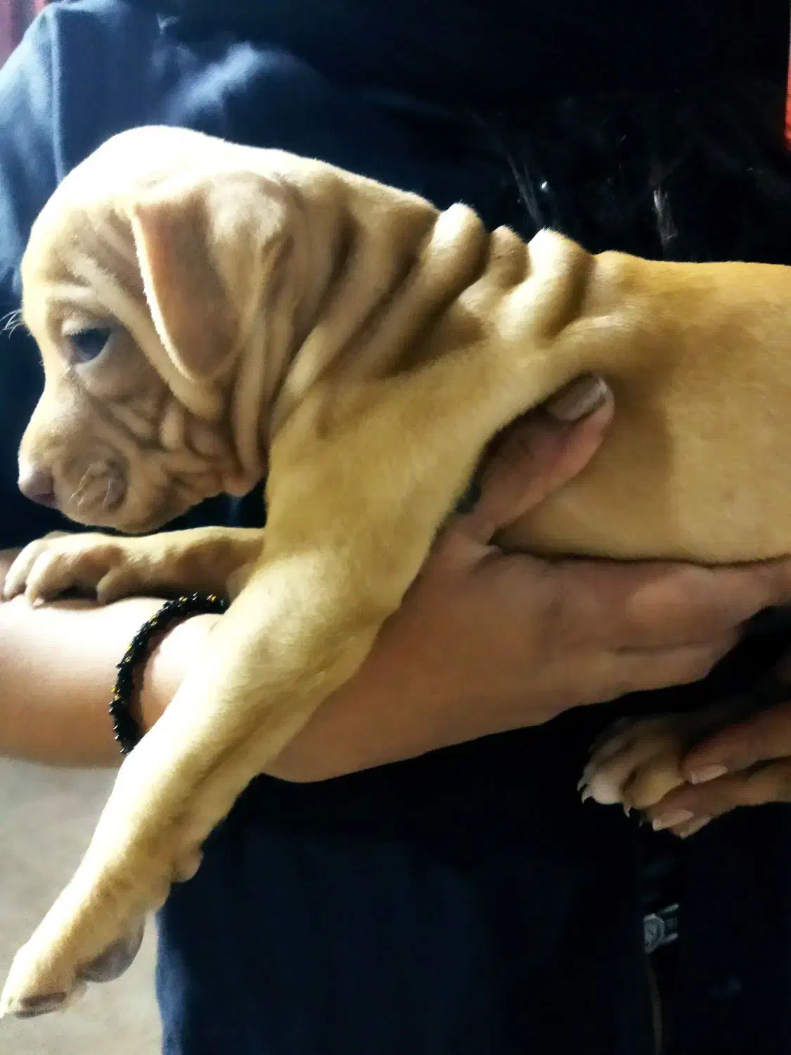 واگذاری سگ پیتبول|سگ|فاضل آباد, |دیوار