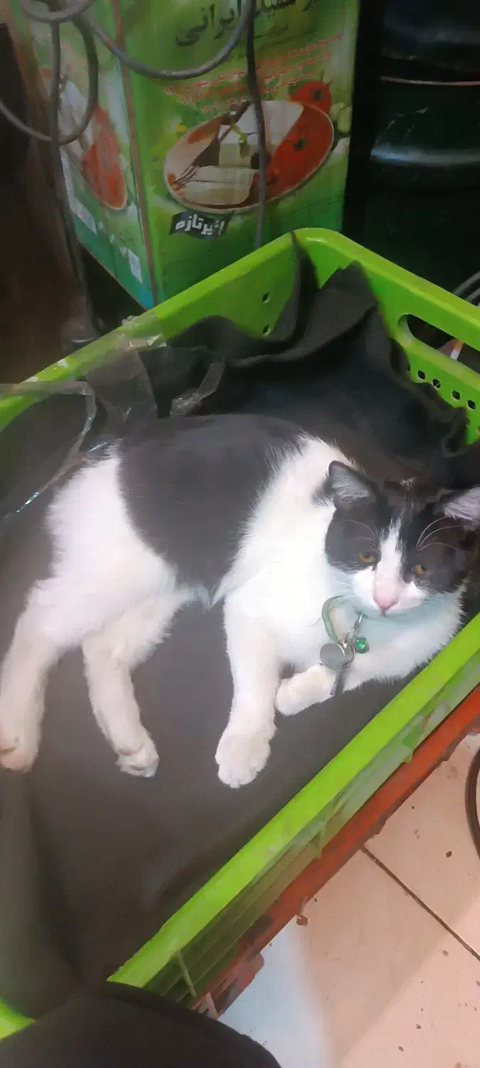 گربه گم شده|حیوانات|اصفهان, برازنده|دیوار