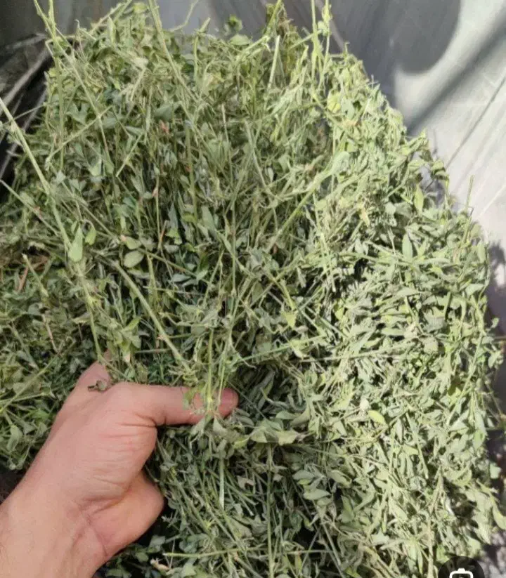 یونجه یونجه|حیوانات مزرعه|دشتابی, |دیوار