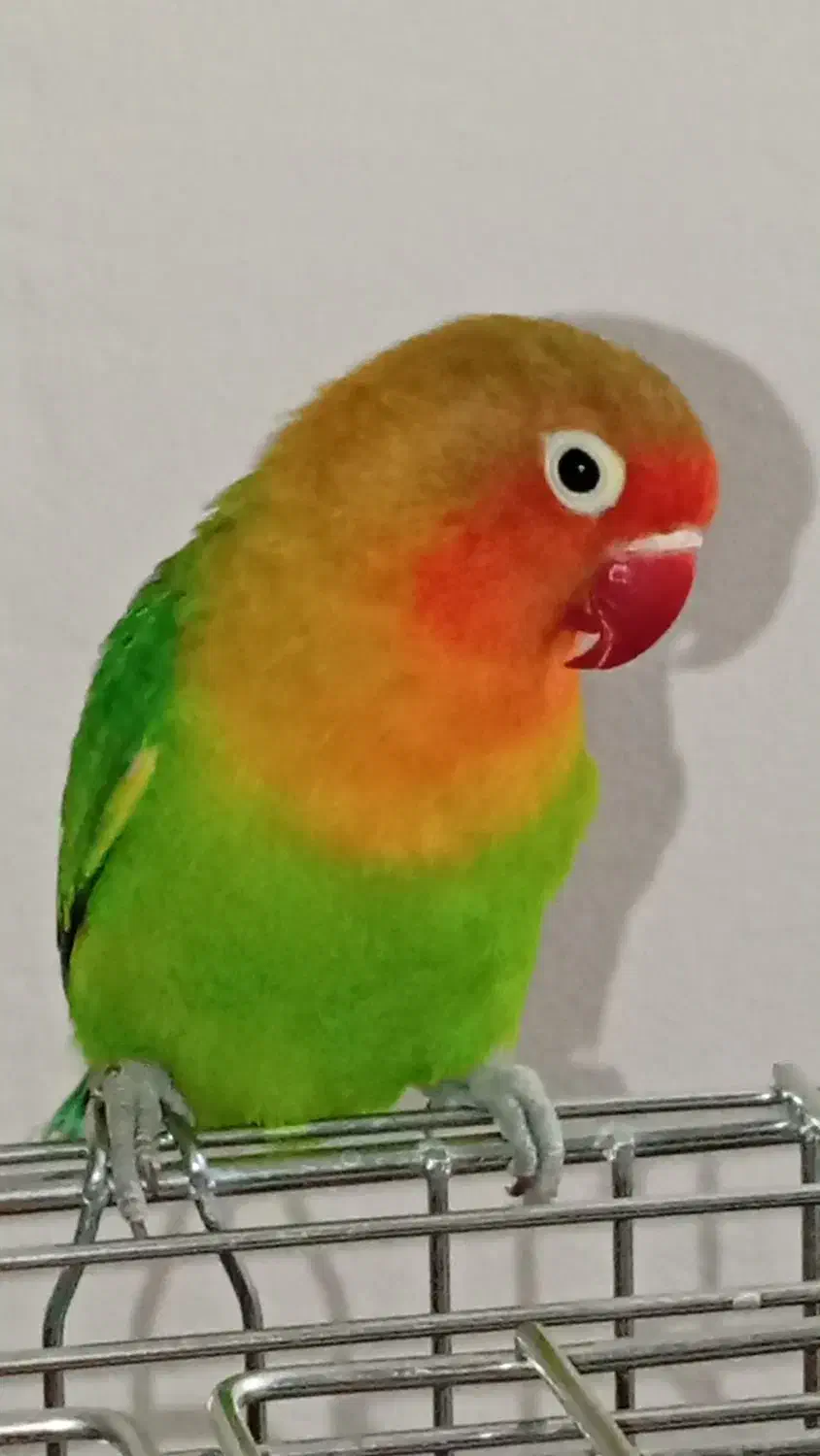 طوطی برزیلی جفت|پرنده|پردیس, فاز ۹|دیوار