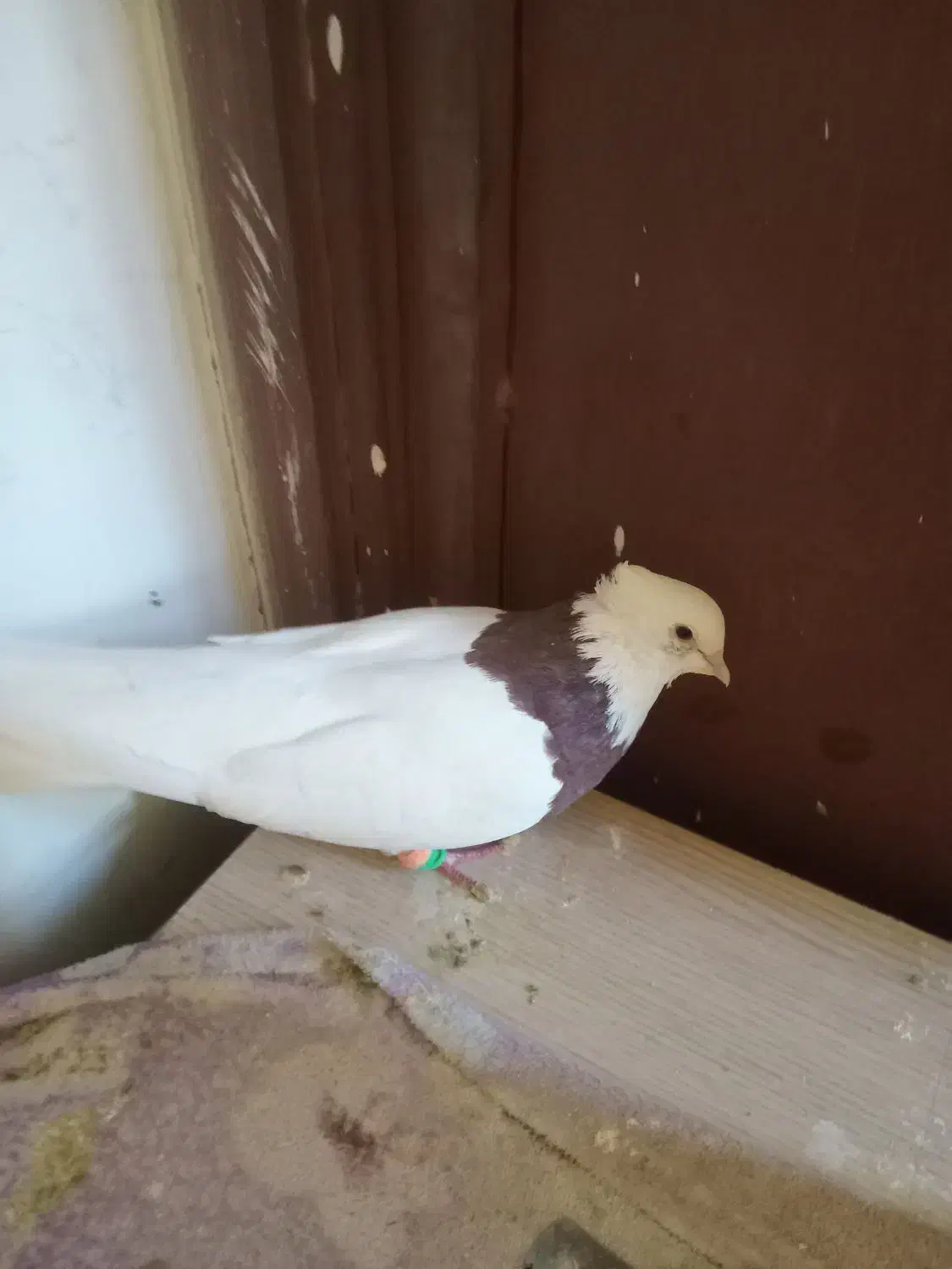 طوق سرخ|پرنده|شیراز, کوشک میدان|دیوار